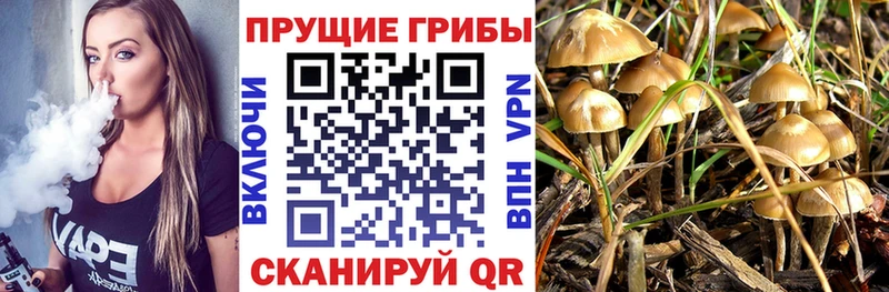 как найти наркотики  Николаевск  Псилоцибиновые грибы ЛСД 